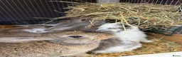 Mini Lop rabbits for sale: Mini lop bunnies - Advert 1