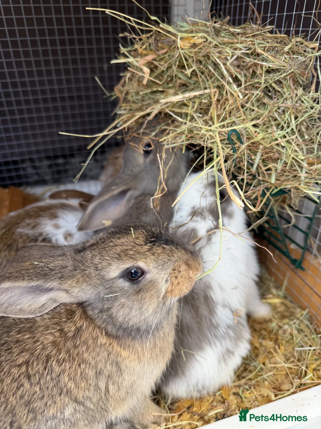 Mini Lop rabbits for sale: Mini lop bunnies - Advert 1