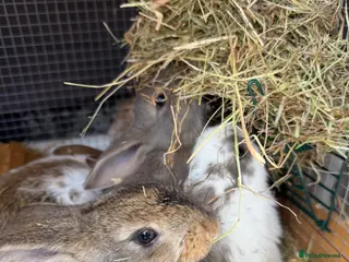 Mini Lop rabbits Mini lop bunnies - ready to leave now - Advert 3