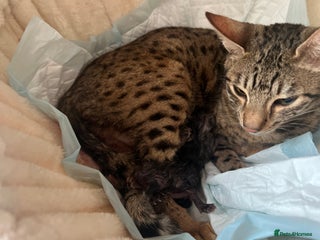 Mixed Breed cats British shorthair/Savannah cross kittens - Advert 1