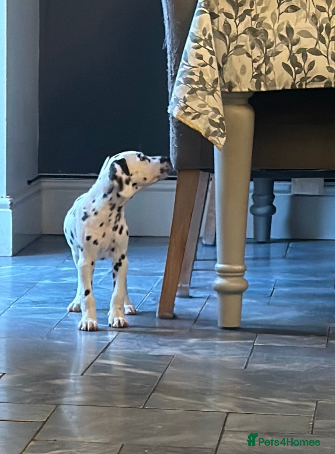 Dalmatian dogs Ready to leave now  - Advert 3