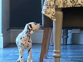 Dalmatian dogs Ready to leave now - Advert 3