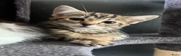 Mixed Breed cats for sale: Fluffy Kittens for sale - Advert 21