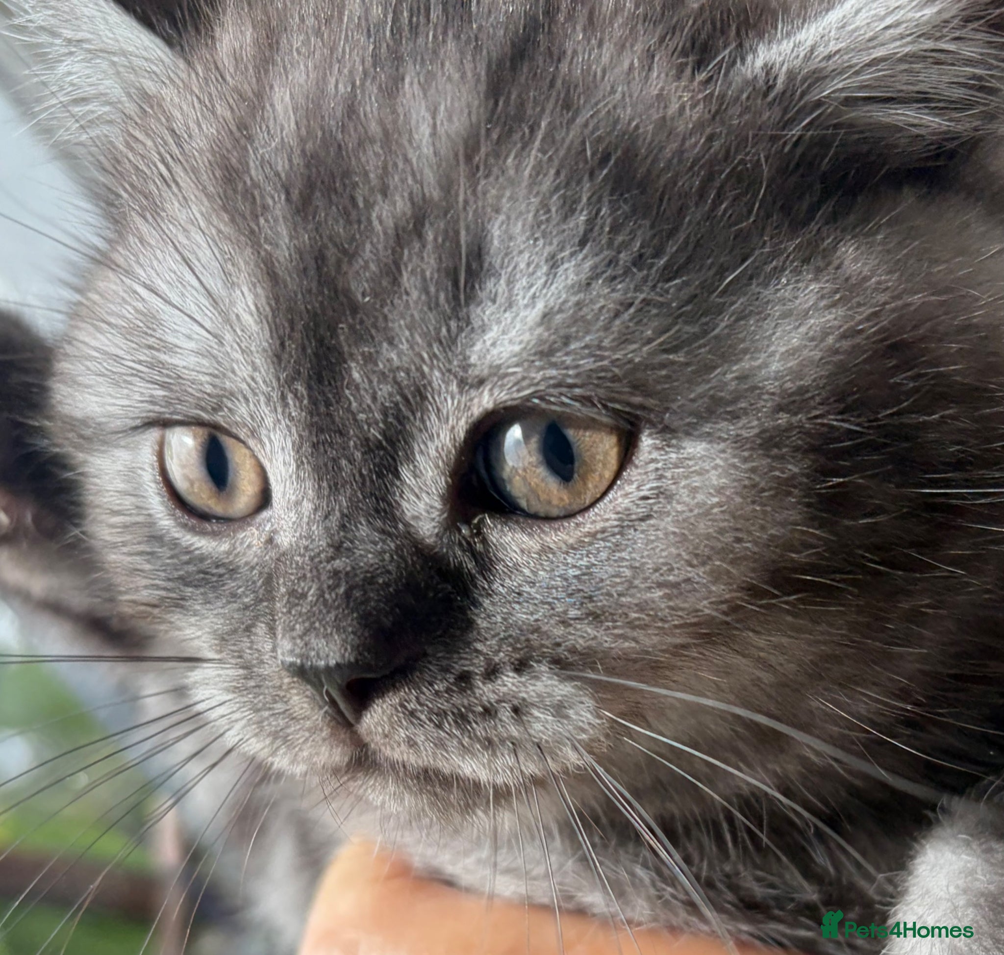 British Shorthair cats 4 British Shorthair kittens - Advert 9