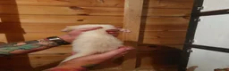 Ferret rodents for sale: Albino Kits for sale - Advert 4