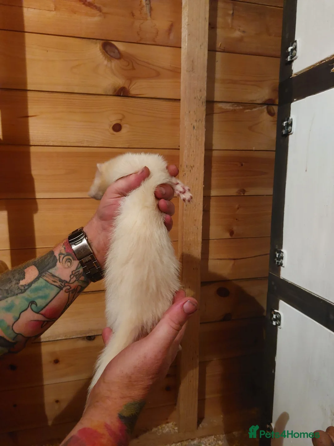 Ferret rodents for sale: 2 HOBS LEFT - Albino Kits for sale  - Advert 2