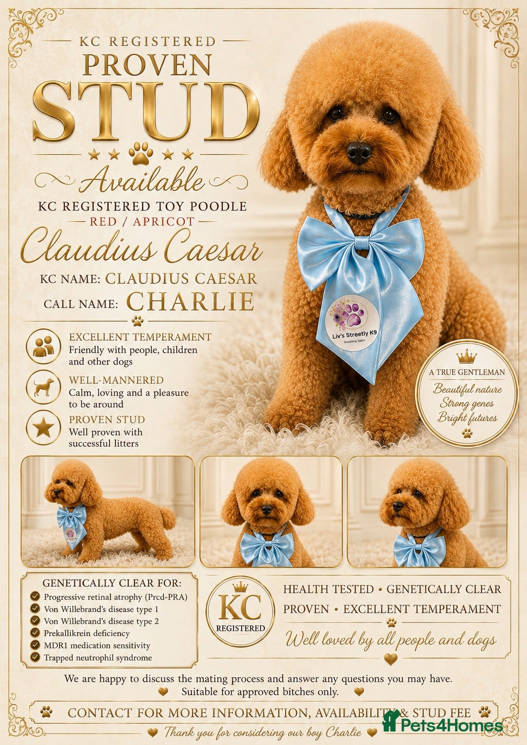 Toy Poodle dogs Charlie KC Toy poodle  extensively health tested  - Advert 1