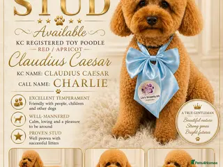 Toy Poodle dogs Charlie KC Toy poodle extensively health tested - Advert 1