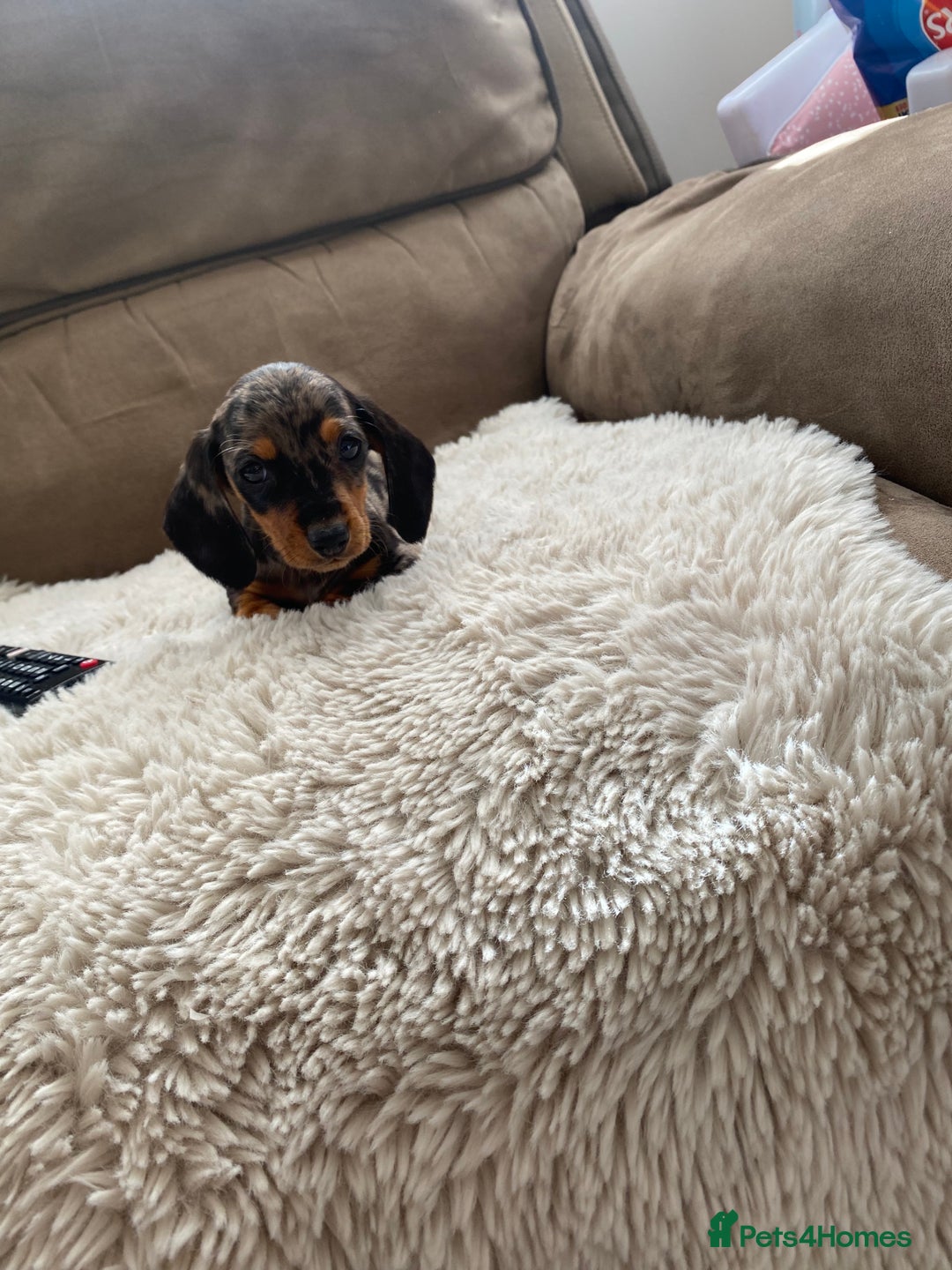 Dachshund dogs for sale: Dachshund puppy’s  - Image 6