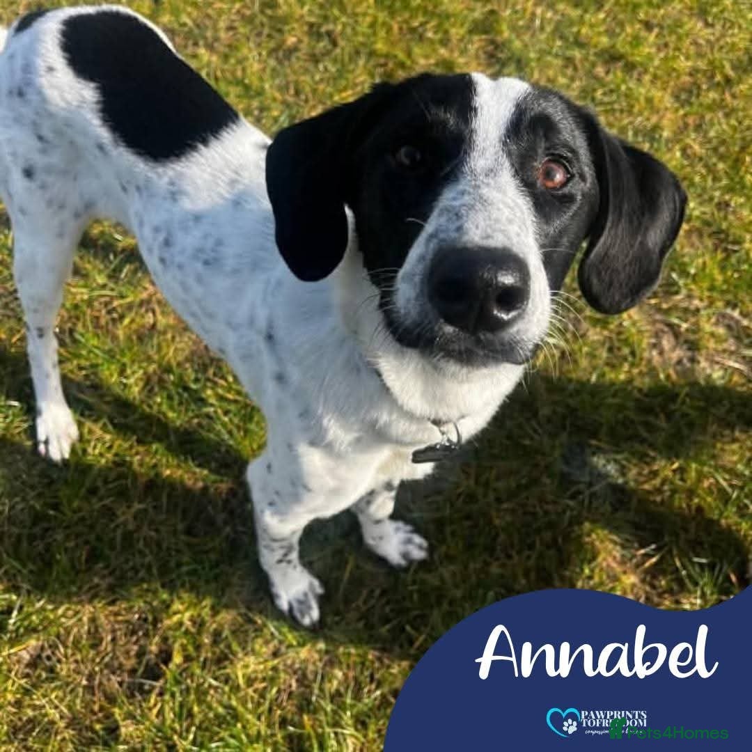 Mixed Breed dogs for adoption: Meet Annabel, currently residing in Cheshire  in Nantwich - Advert 1