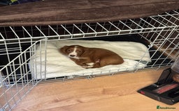 Cavapoo dogs for sale: Cavapoo puppy 9 weeks old - Advert 3