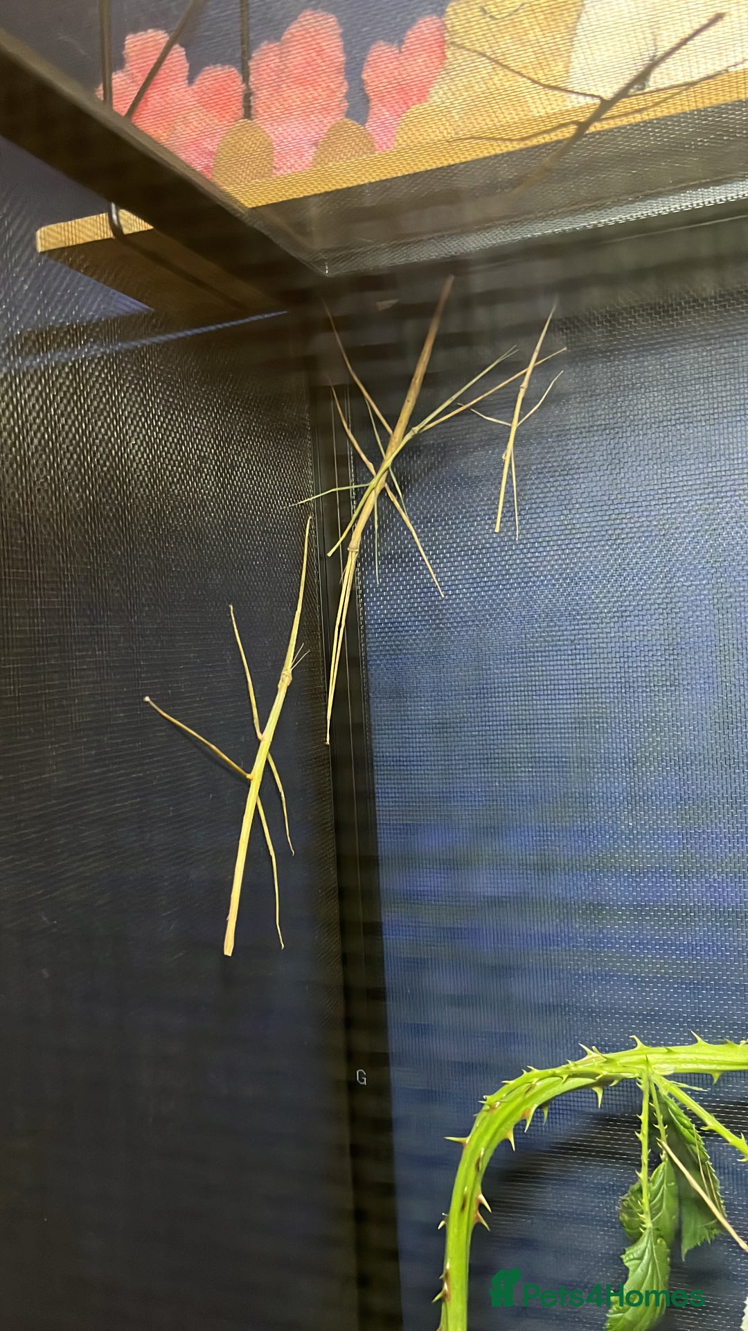 Stick Insects invertebrates for sale: Stick Insects - Image 2