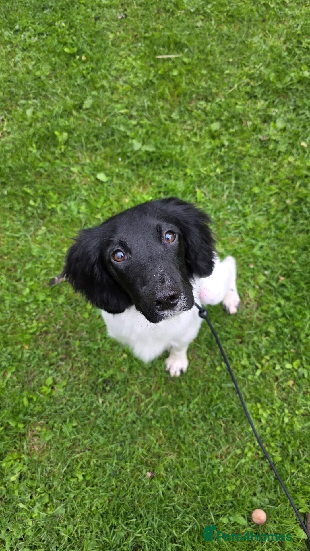 English Springer Spaniel dogs 9 Month Old Springer Bitch - Advert 1