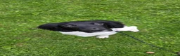 English Springer Spaniel dogs for sale: 9 Month Old Springer Bitch in Tadcaster - Advert 1