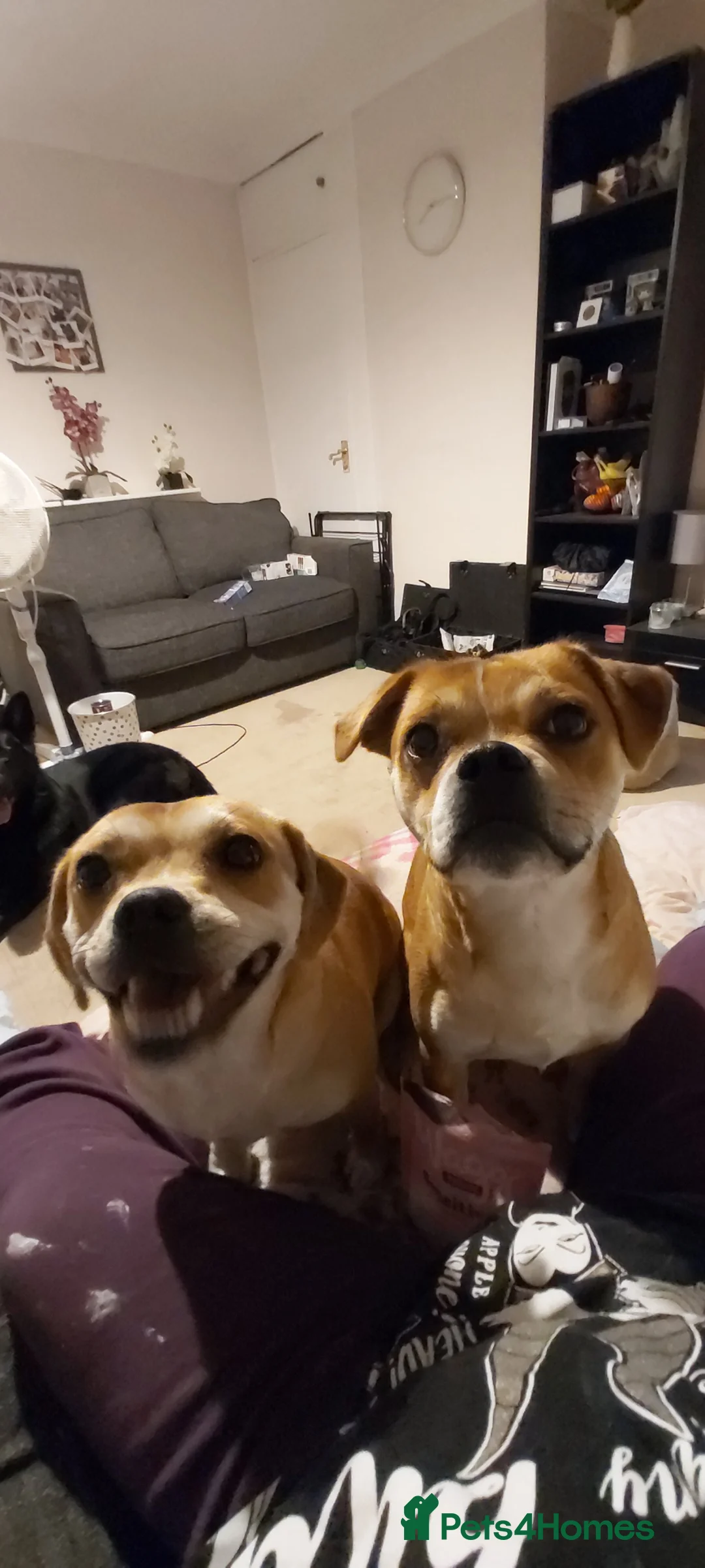 Mixed Breed dogs for sale: 2 Staffie x Pugalier dogs  - Advert 18