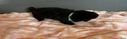 Toy Poodle dogs for sale: TOY POODLE GIRLS AND BOYS READ NOW  - Advert 8
