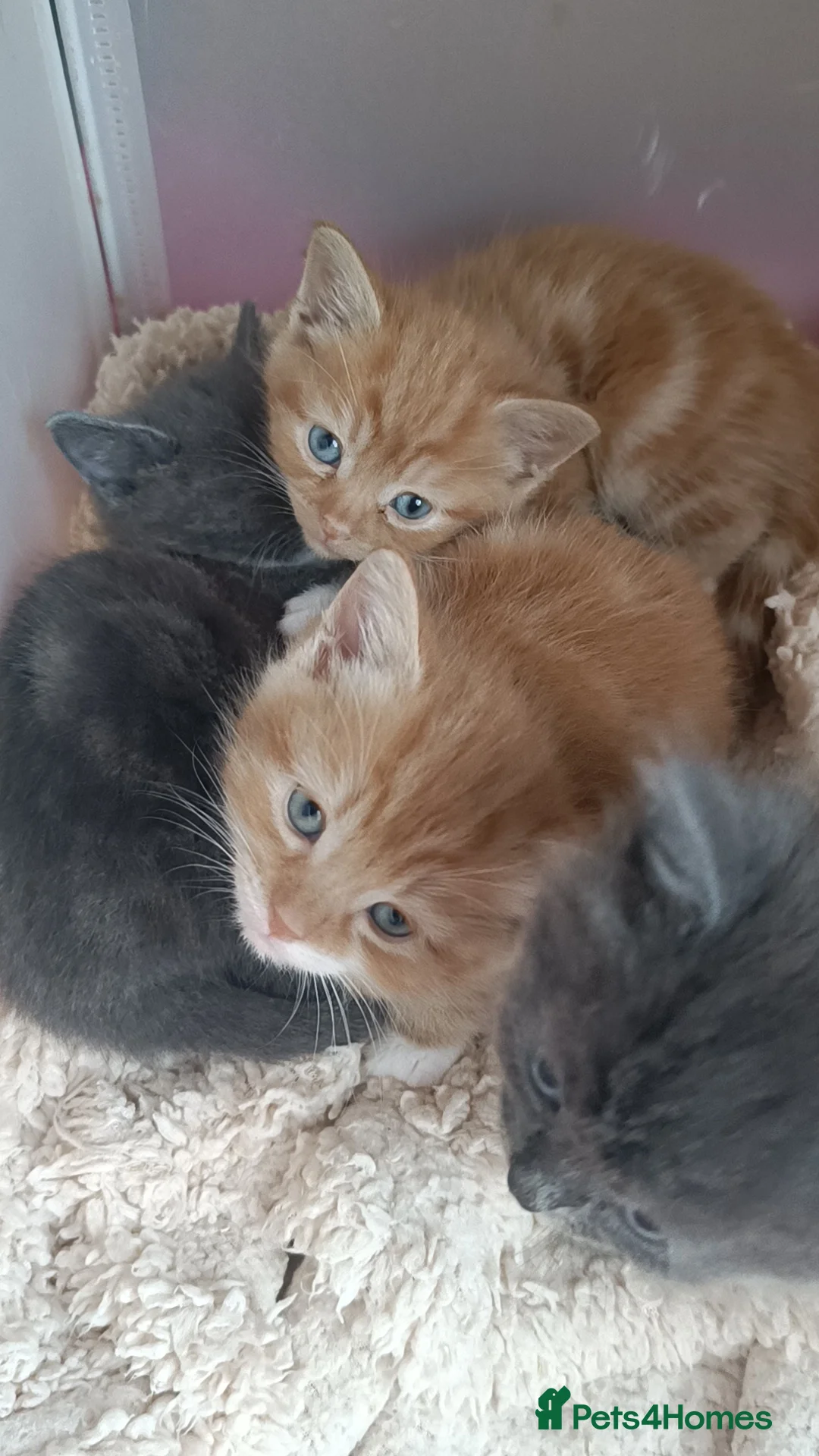 Ragdoll cats for sale: Only ginger male available  - Advert 7