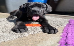 Cane Corso dogs for sale: Champion cane Corso pups ready 1 female 3 male in Londonderry - Image 1
