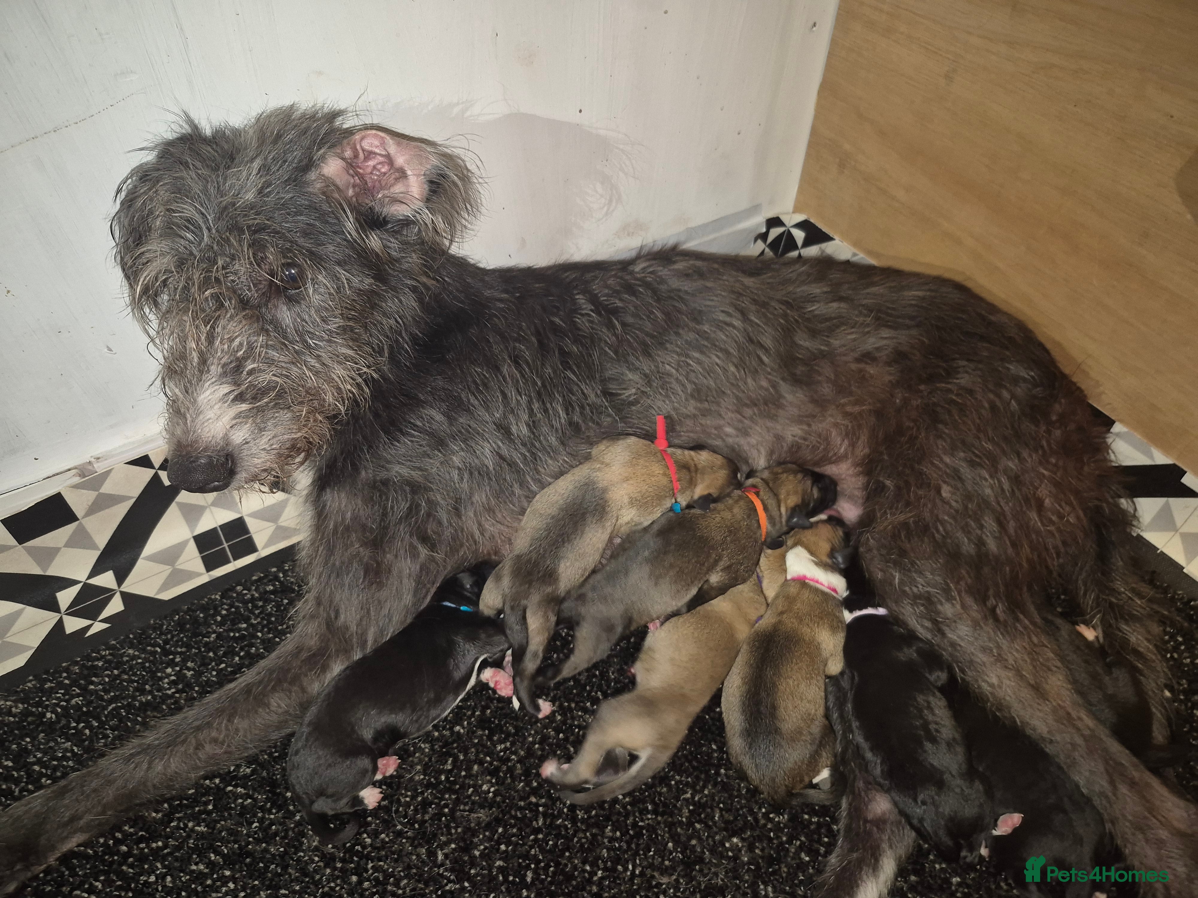 Lurcher dogs Lurcher pups - Advert 8