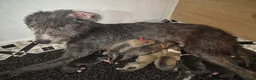 Lurcher dogs for sale: Lurcher pups in Millom - Advert 1