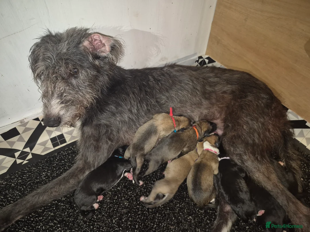 Lurcher dogs for sale: Lurcher pups in Millom - Advert 1