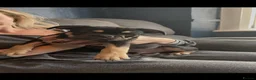 Frug dogs for sale: 6 beautiful Frugs  - Advert 6