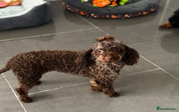 Toy Poodle dogs for sale: Chocolate Toy poodle girl  - Image 1