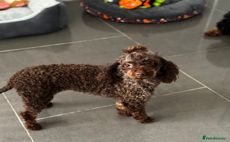Toy Poodle dogs - Advert 5