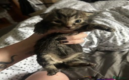 Domestic Shorthair cats for sale: BEAUTIFUL KITTENS FOR SALE, READY TO GO 29th AUG - Image 13