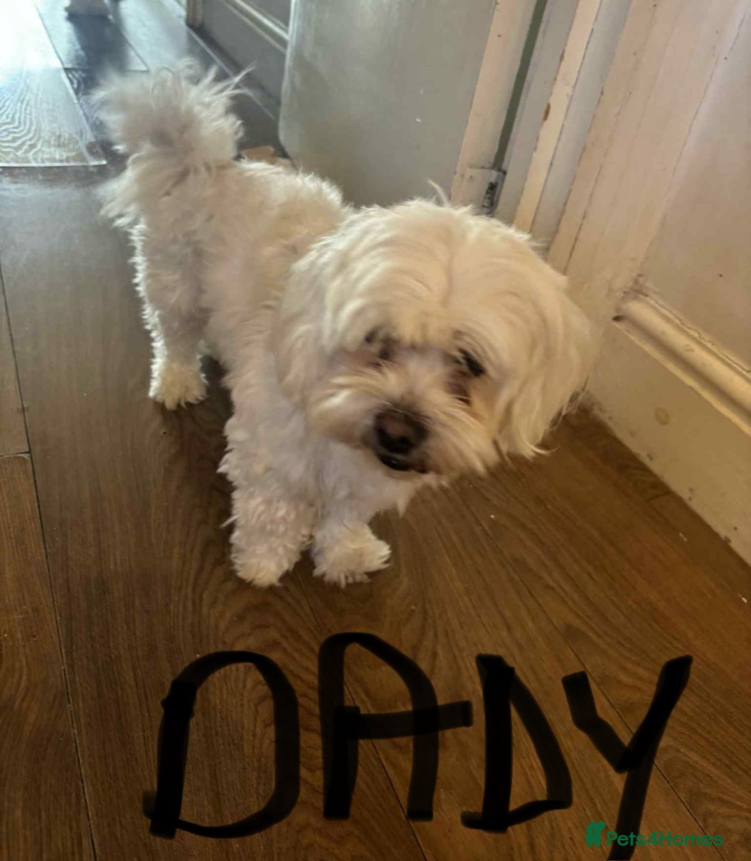 Bichon Frise dogs for sale: Maltese  - Image 5