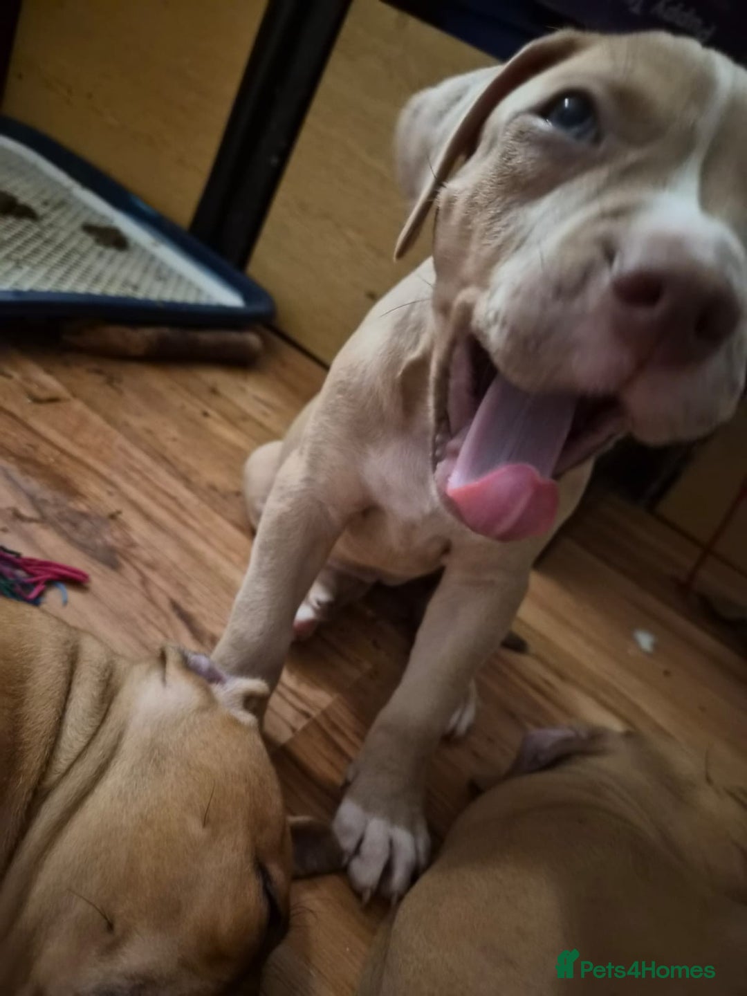 American Bulldog dogs for sale: 11 little hearts need their forever home - Advert 39