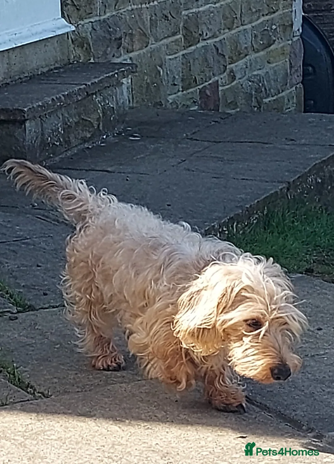 Dachshund dogs for sale: Standard soft wirehaired Daschund - KC reg. in Harrogate - Advert 2