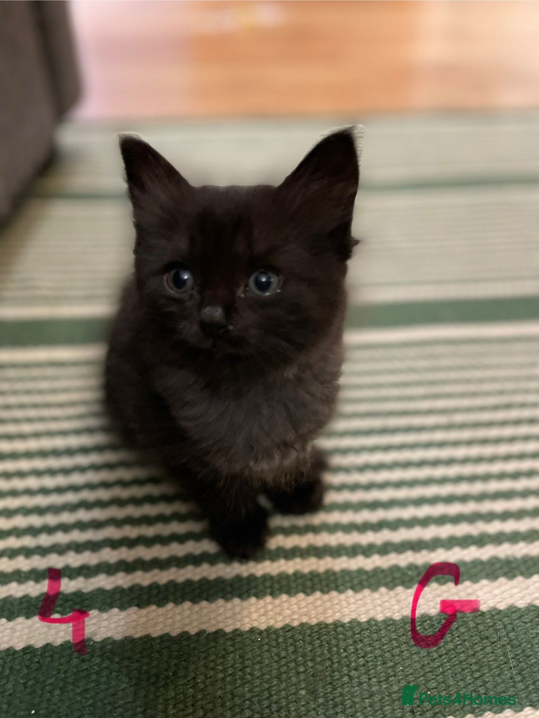 Ragdoll cats for sale: Half Ragdoll KITTENS - Image 19