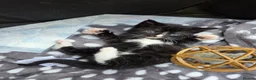 Mixed Breed cats for sale: 3 boys and 1 girl looking for  loving home in Walsall - Advert 5