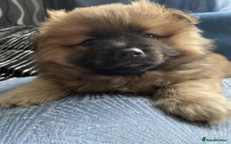 German Spitz dogs for sale: German spitz - Image 6