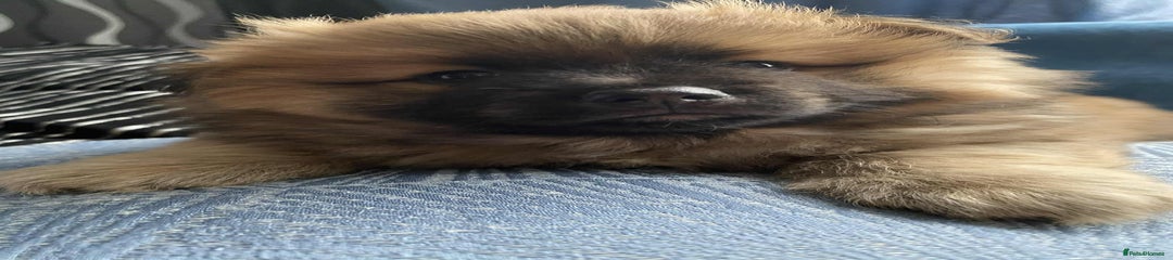 German Spitz Puppy 1