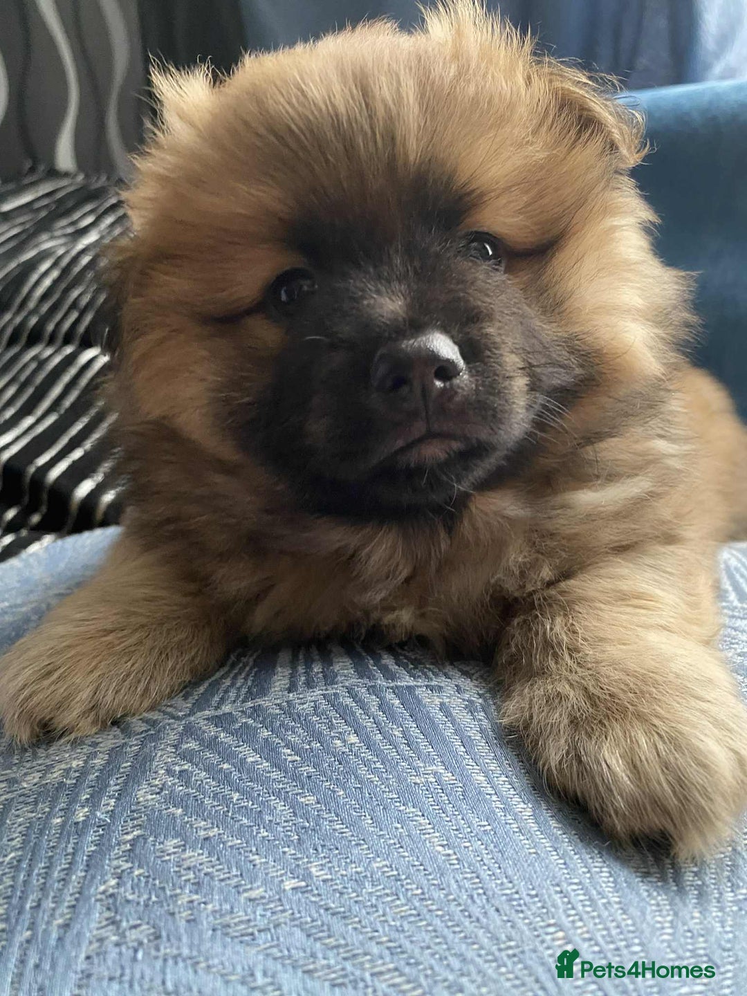 German Spitz dogs for sale: German spitz - Image 6