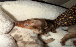 Miniature Dachshund dogs for sale: Miniature Dachshunds  - Image 2