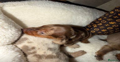 Miniature Dachshund dogs - Advert 10