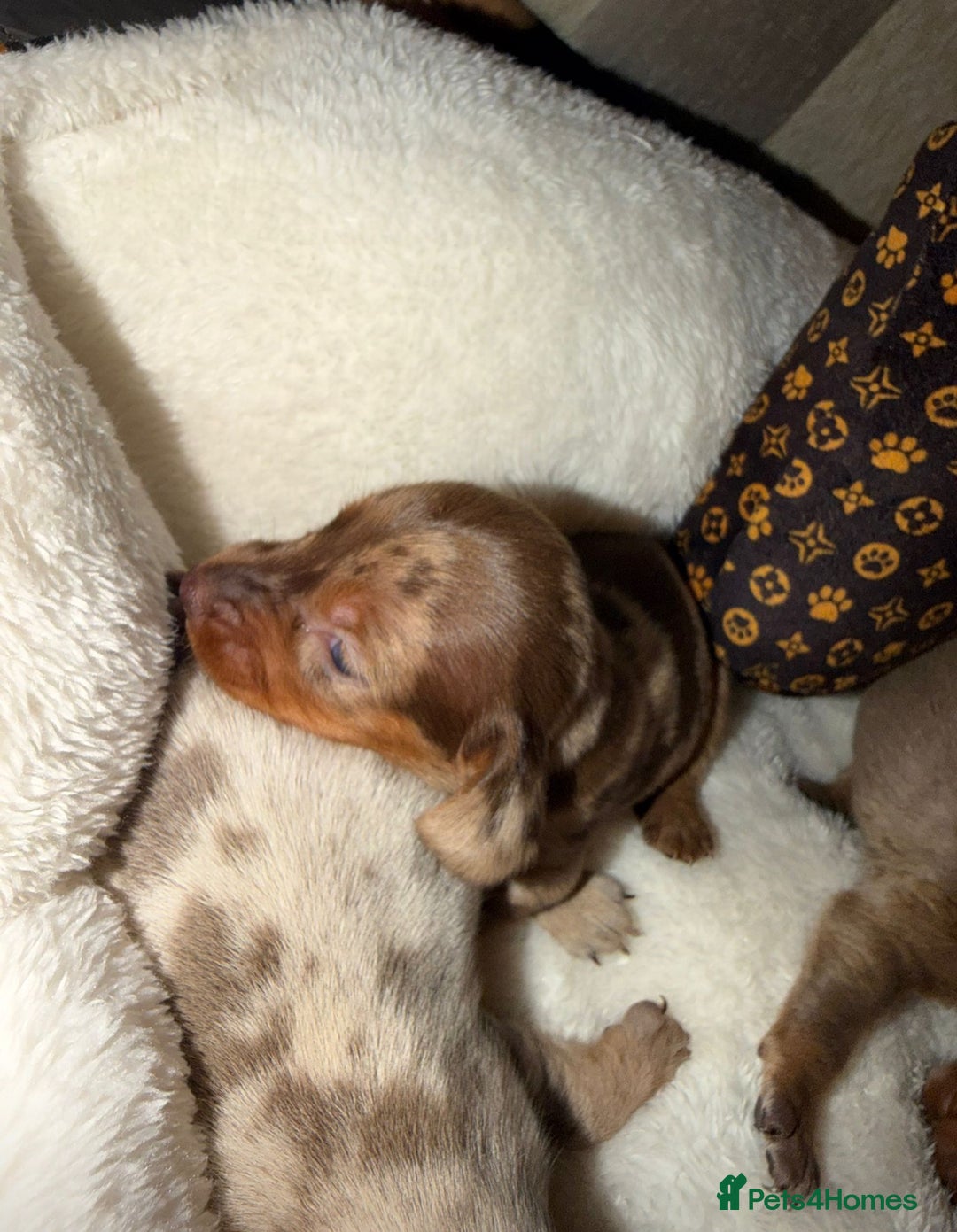 Miniature Dachshund dogs for sale: Miniature Dachshunds  - Image 2