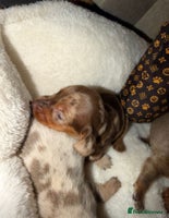 Miniature Dachshund dogs - Advert 10