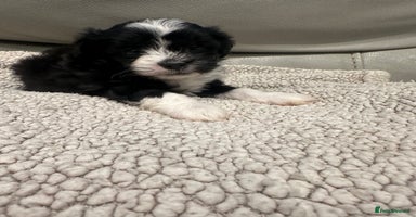 Maltipoo dogs - Advert 9