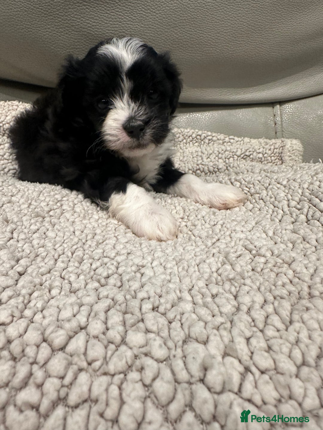 Maltipoo dogs for sale: Very small Maltipoo  - Image 3
