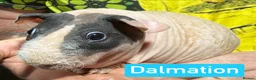Guinea Pig rodents for sale: Proven Skinny Pig Boars.  - Advert 3