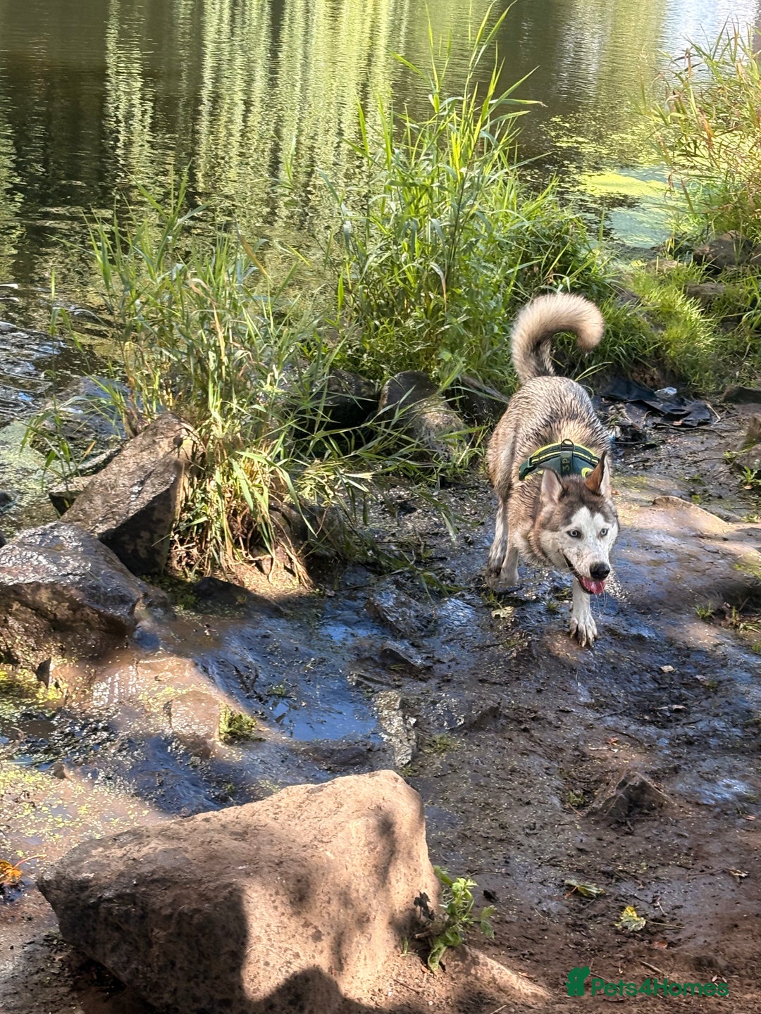 Siberian Husky dogs for sale: ASAP beautiful husky/malamute boy - Image 7