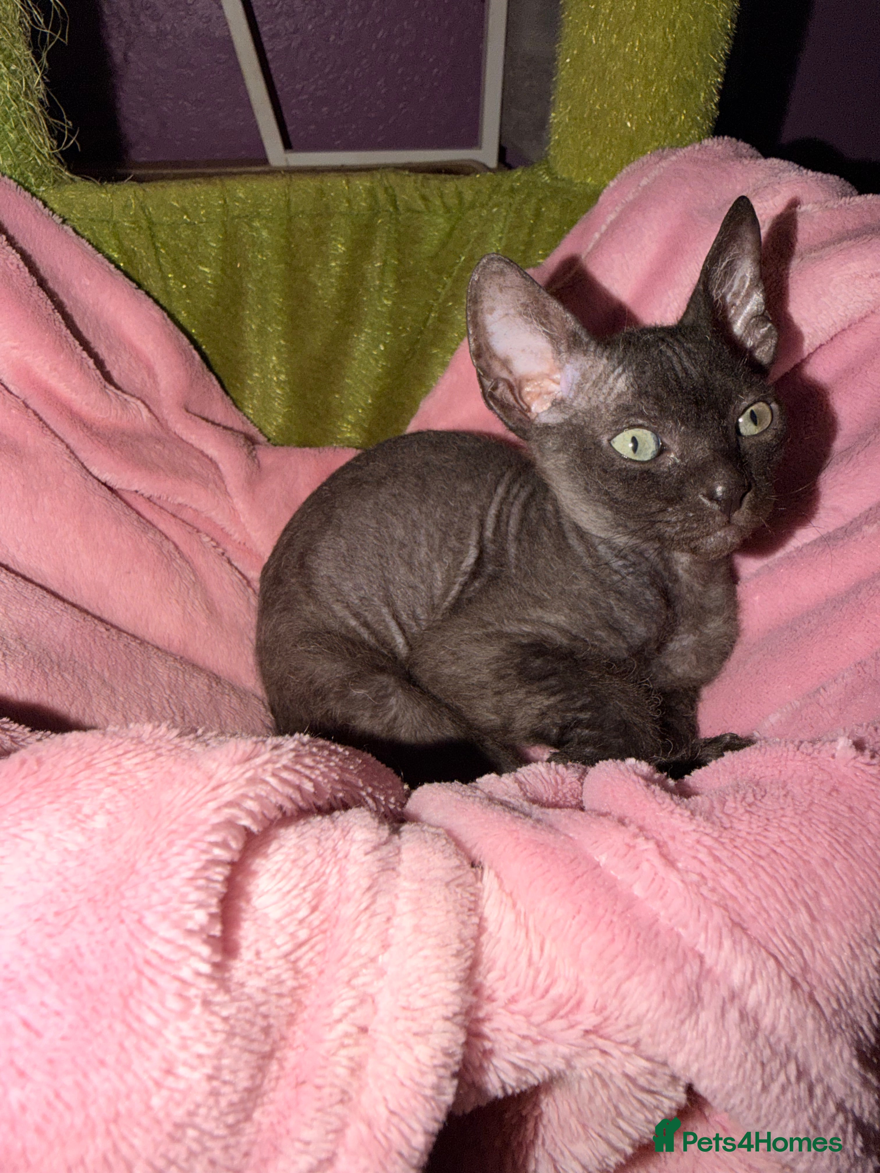 Sphynx cats 2 beautiful boys left 🐾🤎🖤 - Advert 5