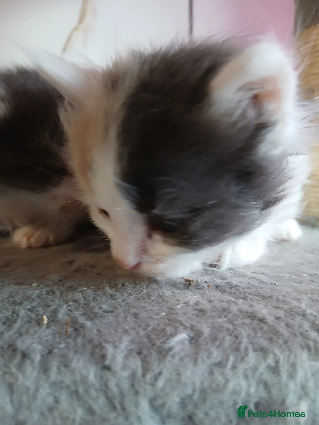 British Longhair cats for sale: Stunning british longhair kittens  - Advert 2