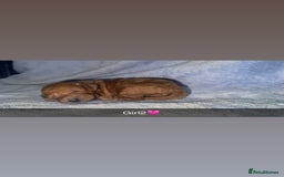 Cockapoo dogs for sale: F1B toy cockapoo - Image 6