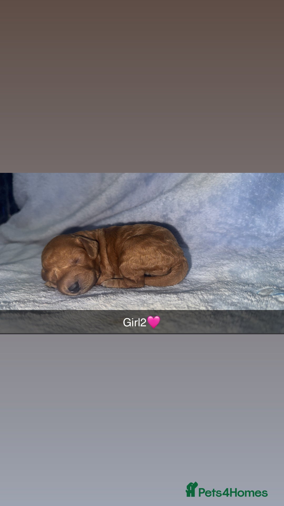 Cockapoo dogs for sale: F1B toy cockapoo - Image 6