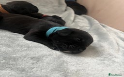Cane Corso dogs for sale: Yuki & Aries Cane Corso Puppies  - Image 6